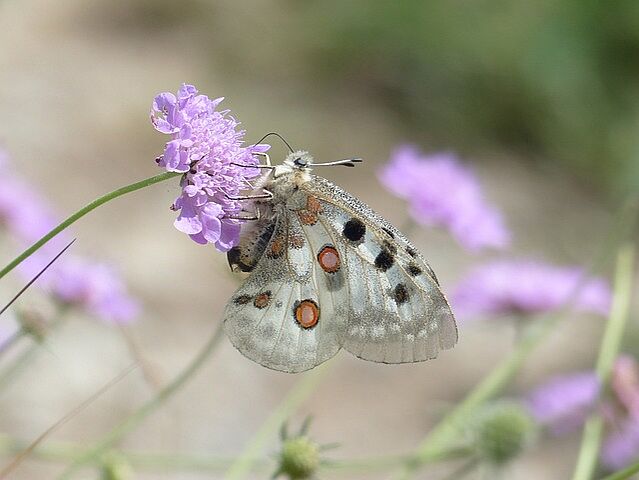 Ein Apollo-Schmetterling auf einer Blume.