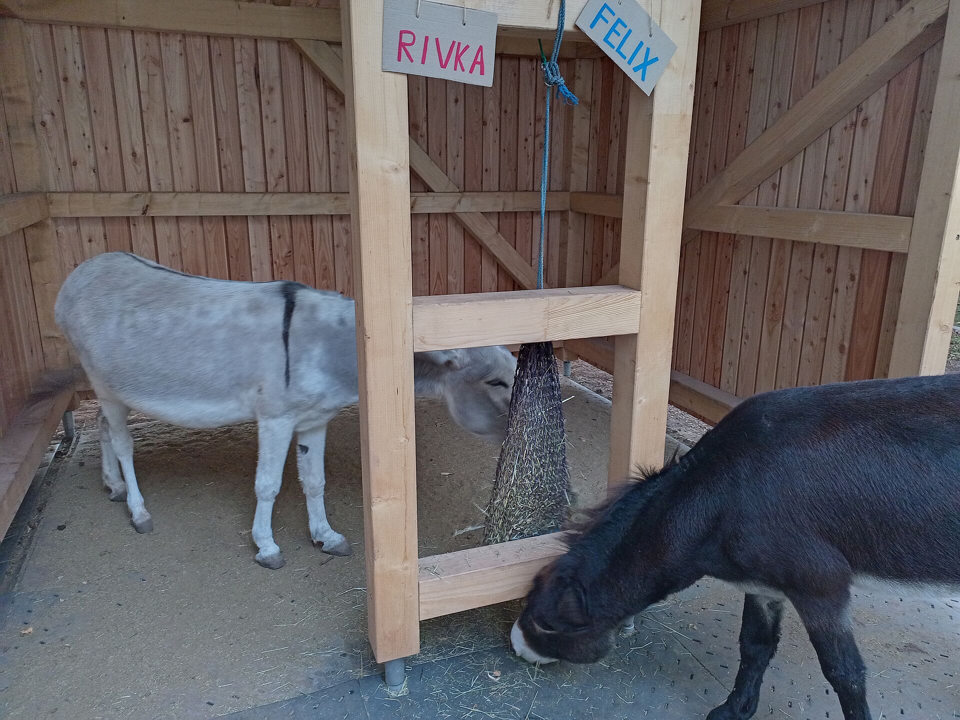 unsere zwei Schul-Esel