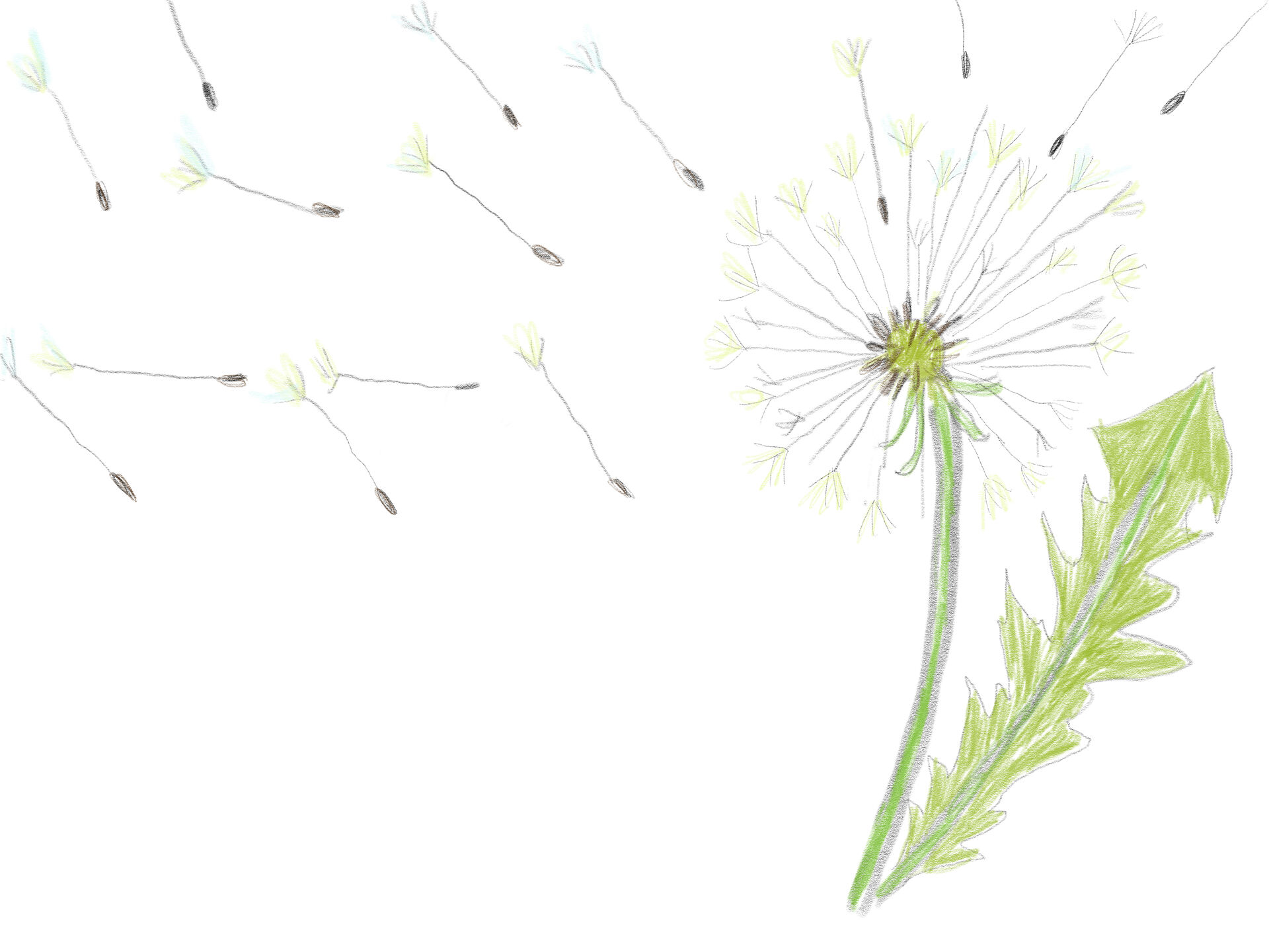 Pusteblume